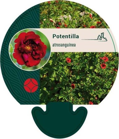 Potentilla atrosanguinea geen maat specificatie 0,55L/P9cm - afbeelding 5