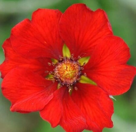 Potentilla atrosanguinea geen maat specificatie 0,55L/P9cm - afbeelding 4