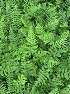 Polystichum braunii geen maat specificatie 0,55L/P9cm