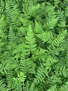 Polystichum braunii geen maat specificatie 0,55L/P9cm - image 2