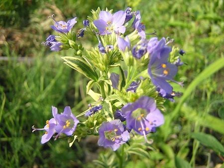 Polemonium caeruleum geen maat specificatie 0,55L/P9cm - afbeelding 1