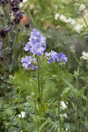 Polemonium caeruleum geen maat specificatie 0,55L/P9cm - afbeelding 2