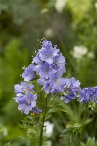 Polemonium caeruleum geen maat specificatie 0,55L/P9cm - afbeelding 3