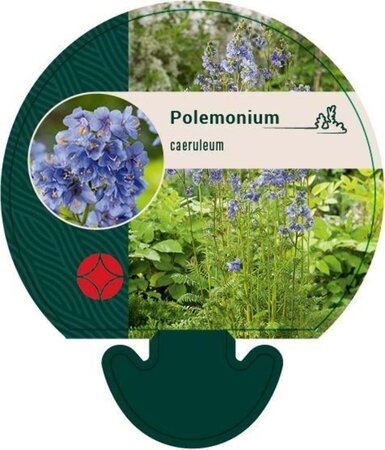 Polemonium caeruleum geen maat specificatie 0,55L/P9cm - afbeelding 5