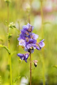 Polemonium caeruleum geen maat specificatie 0,55L/P9cm - afbeelding 4