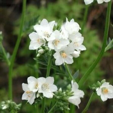 Polemonium caer. 'Album' geen maat specificatie 0,55L/P9cm - afbeelding 2