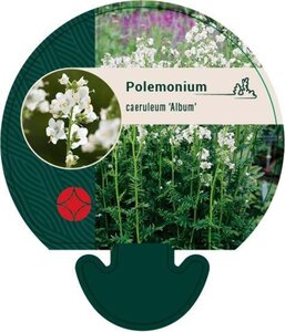 Polemonium caer. 'Album' geen maat specificatie 0,55L/P9cm - afbeelding 1