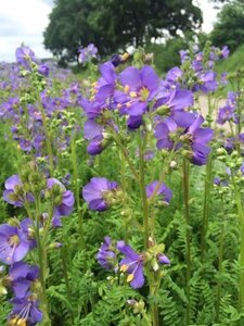 Polemonium caer. 'Bambino Blue' geen maat specificatie 0,55L/P9cm - afbeelding 3