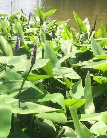 Pontederia cordata geen maat specificatie 0,55L/P9cm - afbeelding 1