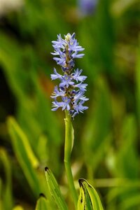 Pontederia cordata geen maat specificatie 0,55L/P9cm - afbeelding 3