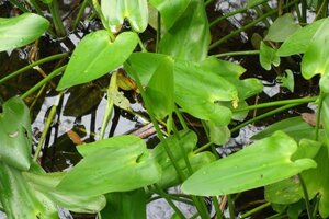 Pontederia cordata geen maat specificatie 0,55L/P9cm - image 2