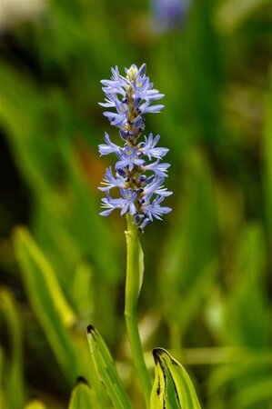 Pontederia cordata geen maat specificatie 0,55L/P9cm - image 3