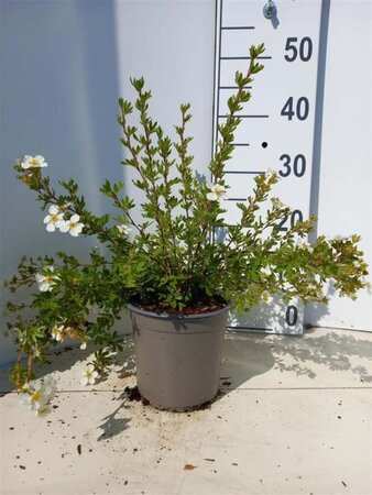 Potentilla f. 'Abbotswood' 20-25 cm cont. 1,5L