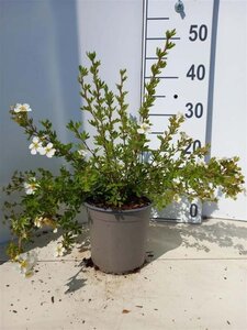 Potentilla f. 'Abbotswood' 20-25 cm cont. 1,5L