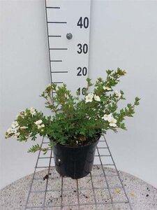 Potentilla f. 'Abbotswood' 30 cm cont. 3,0L - afbeelding 2