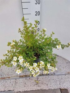 Potentilla f. 'Abbotswood' 30 cm cont. 3,0L - afbeelding 1