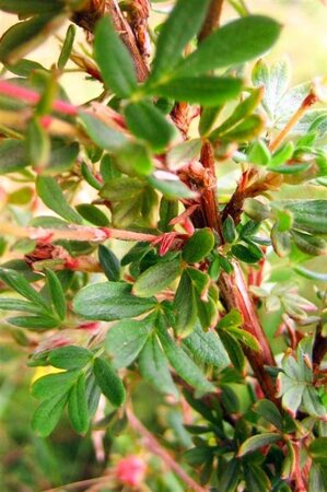 Potentilla f. 'Abbotswood' geen maat specificatie cont. 2,0L - afbeelding 1