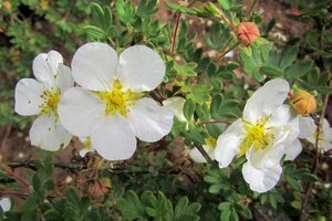 Potentilla f. 'Abbotswood' geen maat specificatie cont. 2,0L - afbeelding 2