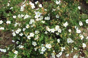 Potentilla f. 'Abbotswood' geen maat specificatie cont. 2,0L - afbeelding 4