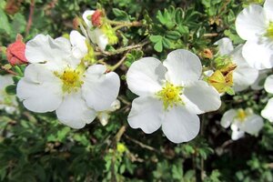 Potentilla f. 'Abbotswood' geen maat specificatie cont. 2,0L - afbeelding 5