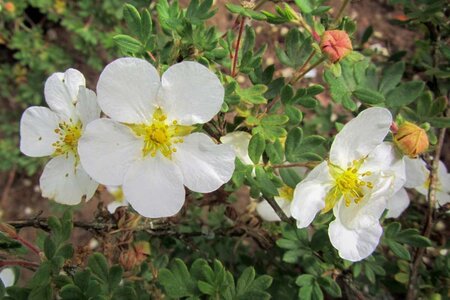 Potentilla f. 'Abbotswood' geen maat specificatie cont. 3,0L - afbeelding 2