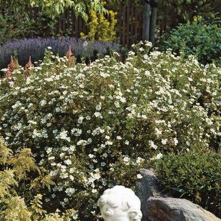 Potentilla f. 'Abbotswood' geen maat specificatie cont. 3,0L - afbeelding 3