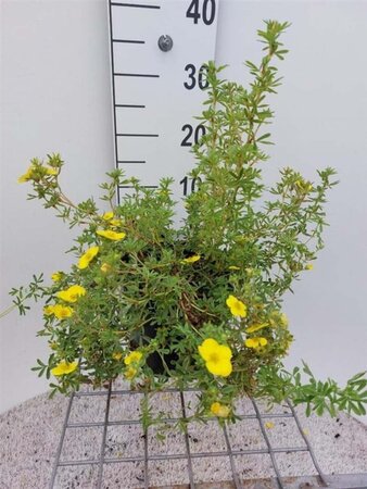 Potentilla f. 'Annette' 30 cm cont. 3,0L