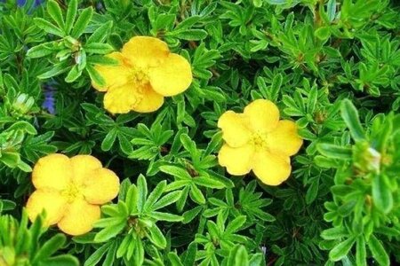 Potentilla f. 'Annette' geen maat specificatie cont. 3,0L