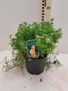 Potentilla f. Bella Apple 25-30 cm cont. 3,0L