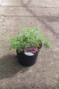 Potentilla f. Bellissima 25-30 cm cont. 3,0L