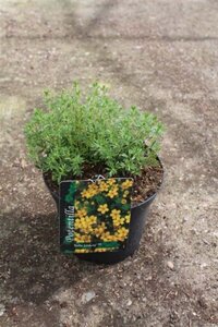 Potentilla f. Bella Lindsey 25-30 cm cont. 3,0L