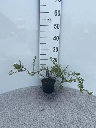 Potentilla f. 'Blink' 20-30 cm cont. 1,3L