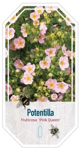 Potentilla f. 'Blink' 25-30 cm cont. 3,0L