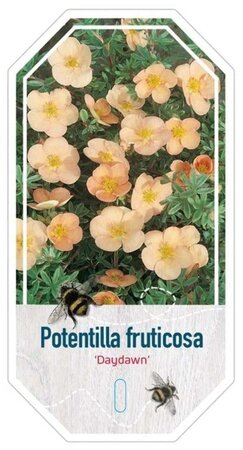 Potentilla f. 'Daydawn' 25-30 cm cont. 3,0L