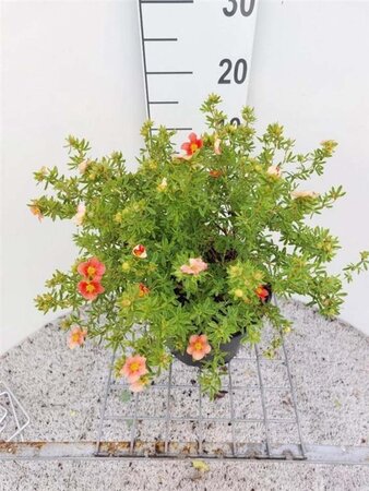 Potentilla f. Danny Boy 20-30 cm cont. 3,0L