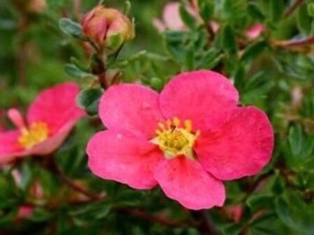 Potentilla f. Danny Boy 25-30 cm cont. 3,0L - afbeelding 1