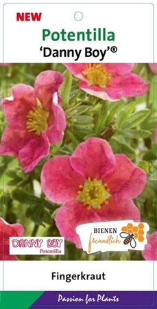 Potentilla f. Danny Boy 25-30 cm cont. 3,0L - afbeelding 3