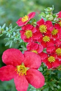 Potentilla f. Danny Boy 25-30 cm cont. 3,0L - afbeelding 2