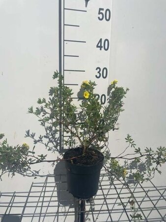 Potentilla f. 'Elizabeth' geen maat specificatie cont. 1,3L - afbeelding 1