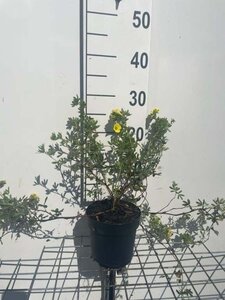 Potentilla f. 'Elizabeth' geen maat specificatie cont. 1,3L - afbeelding 1