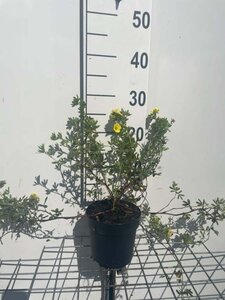 Potentilla f. 'Elizabeth' geen maat specificatie cont. 1,3L - afbeelding 3