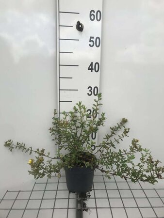 Potentilla f. 'Elizabeth' geen maat specificatie cont. 1,3L - afbeelding 4