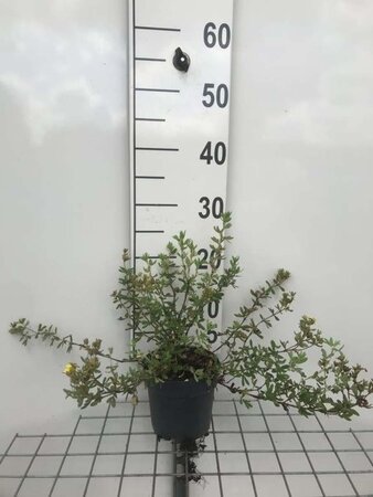 Potentilla f. 'Elizabeth' geen maat specificatie cont. 1,3L - afbeelding 2