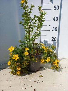 Potentilla f. 'Goldfinger' 20-25 cm cont. 1,5L