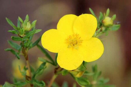 Potentilla f. 'Goldfinger' 25-30 cm cont. 3,0L - afbeelding 1