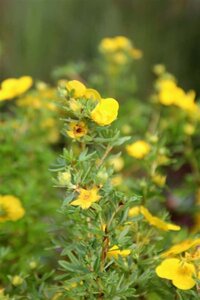 Potentilla f. 'Goldfinger' 25-30 cm cont. 3,0L - afbeelding 2