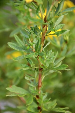 Potentilla f. 'Goldfinger' 25-30 cm cont. 3,0L - afbeelding 3