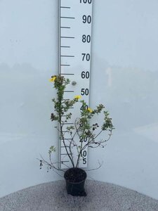 Potentilla f. 'Goldfinger' 30-40 cm cont. 1,3L - afbeelding 1