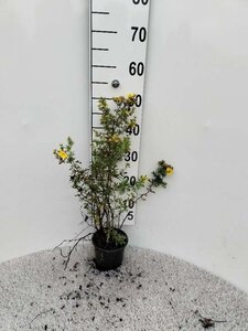 Potentilla f. 'Goldfinger' 30-40 cm cont. 1,3L - afbeelding 2