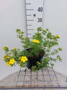 Potentilla f. 'Goldfinger' 30-40 cm cont. 3,0L